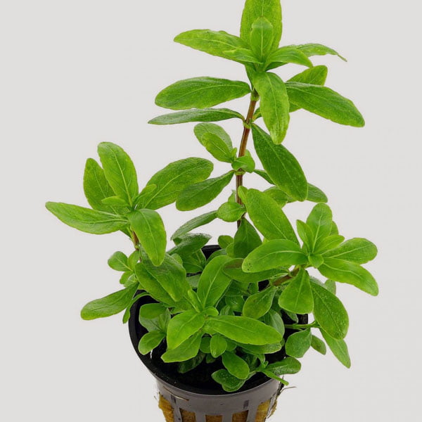 Polysperma Green for Sale in Online Aquatic Plants for Sale