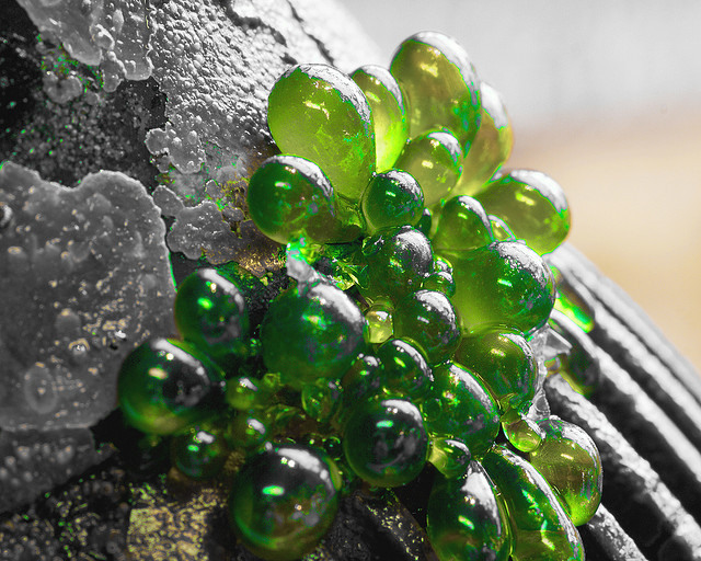 Green Bubble Algae Aquatic Reef Design Ocala