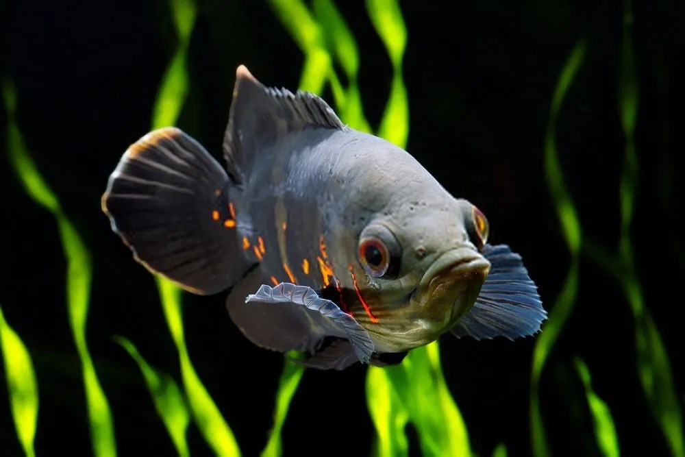 Oscar Fish The Ultimate Care And Breeding Guide