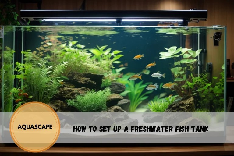 How to Set Up a Freshwater Fish Tank Aquarium Swimming Pool and Spa