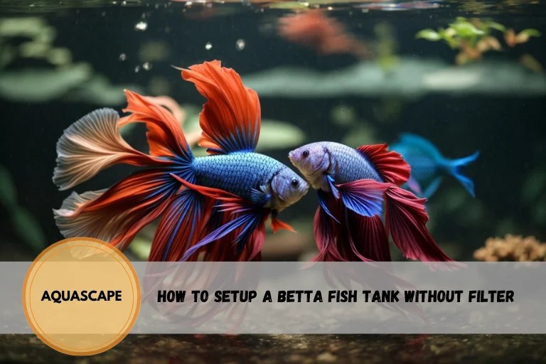 How to Set Up a Betta Fish Tank Without a Filter Aquarium Swimming