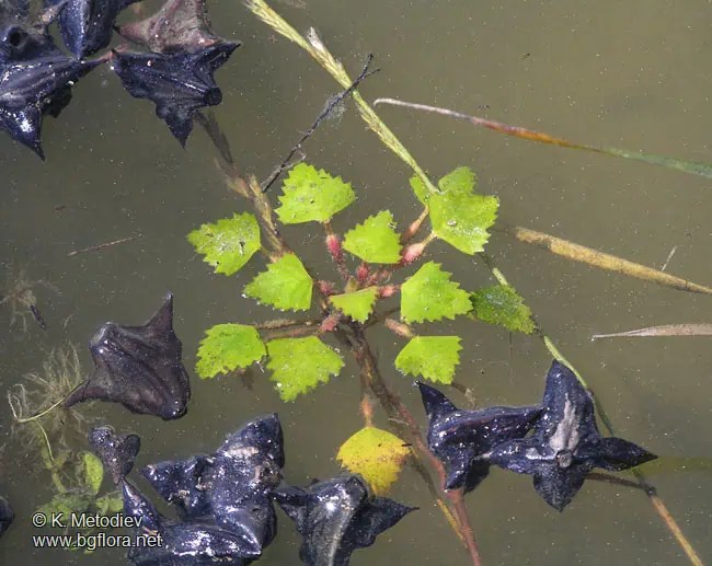 Water Chestnut Aquatic Technologies