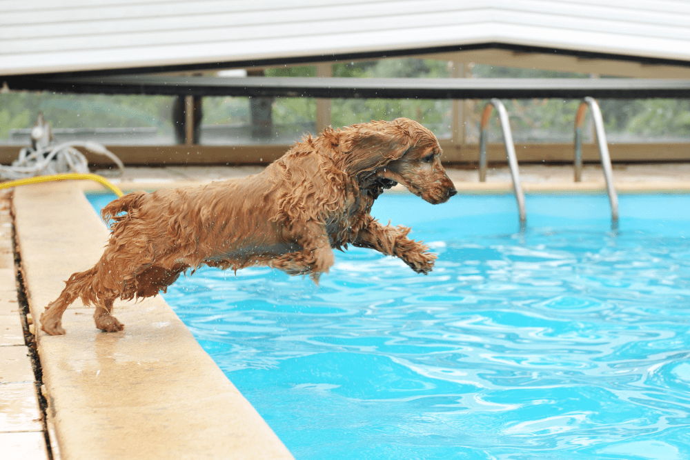 Animal and pet pool safety Aqua Touch Pool Care