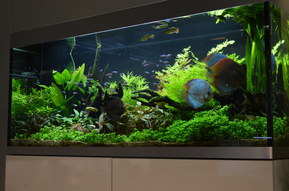 Zoetwateraquarium kopen
