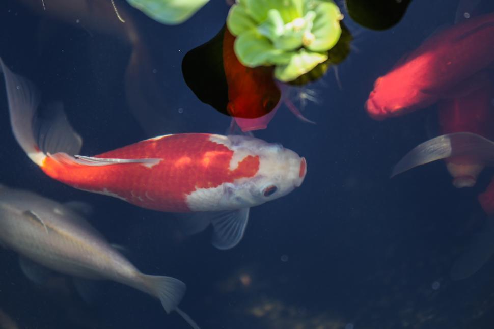 Koi Fish Care A Complete Guide to Maintaining & Caring for Them Aqua