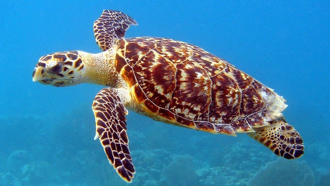 Types of sea turtles you can find in the Mexican Caribbean