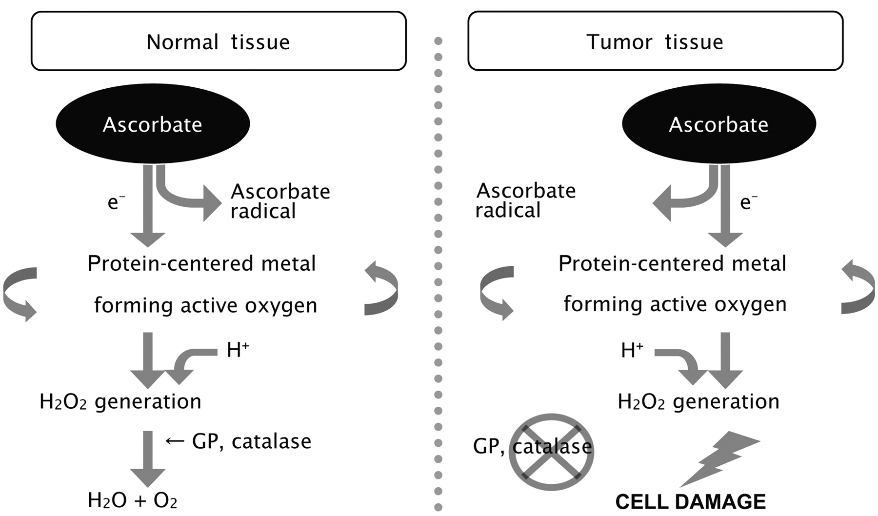 Highdose Vitamin C (Ascorbic Acid) Therapy in the Treatment of