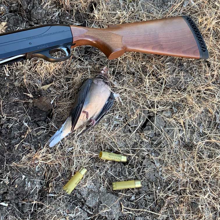 Which shotgun for quail hunting ?