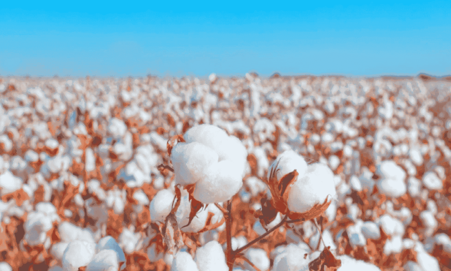 Arab Finance Egypt’s cotton production drops 32 in 2023 season official