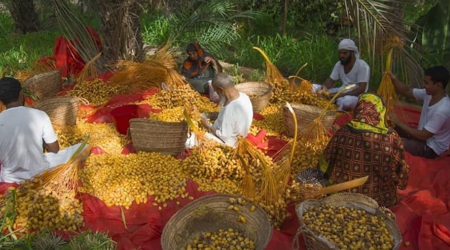 Oman produced over 370,000 tonnes of dates in 2022 Arabian Daily News
