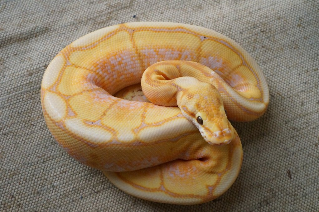 1.0 Banana spider ball python Arachnoboards