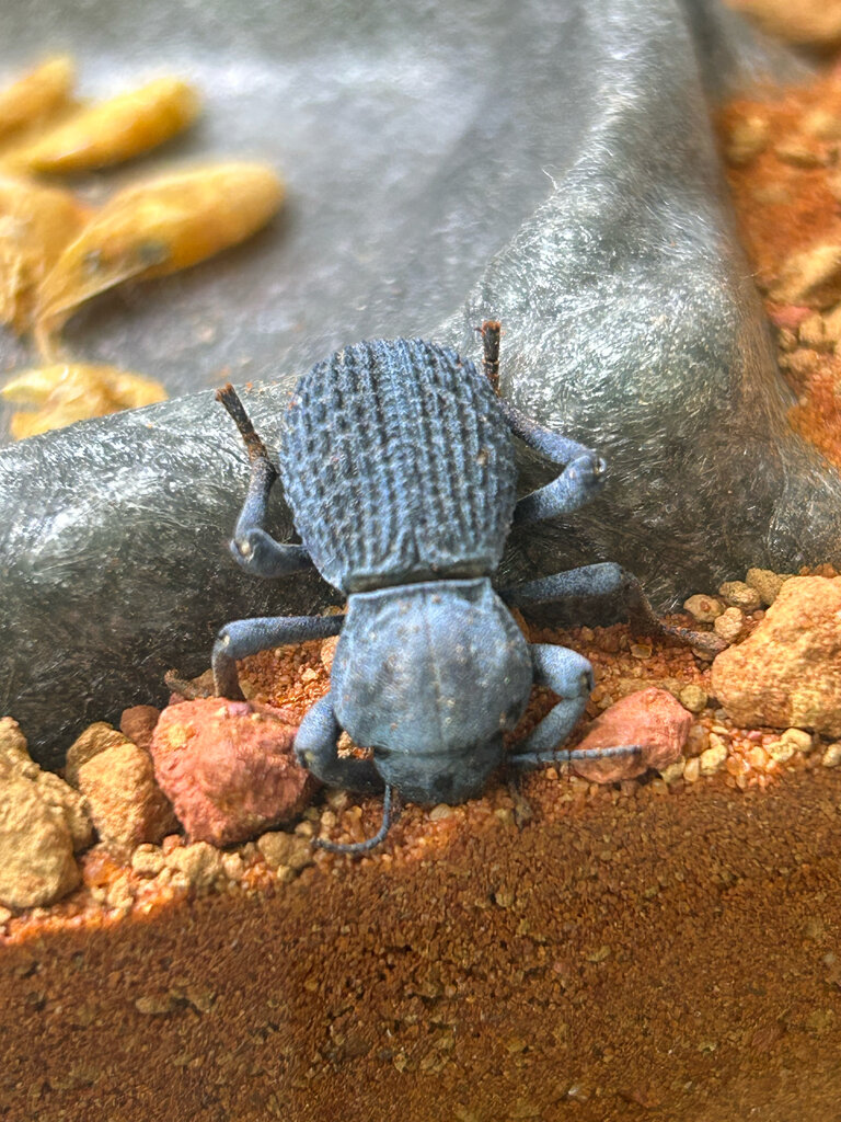 Blue death feigning beetle sleeping Arachnoboards