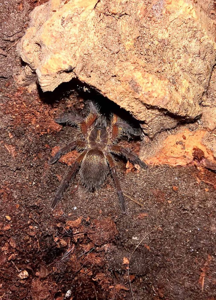 Harpactira Pulchripes Arachnoboards