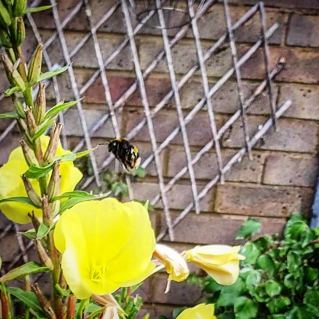 Huge bee visiting flower Arachnoboards