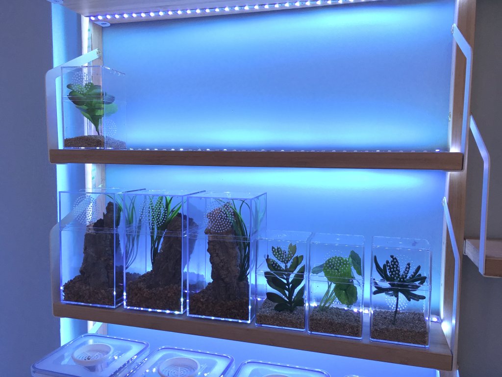 Jumping spider enclosures Arachnoboards