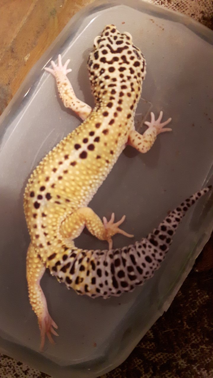 Male Leopard Gecko. Arachnoboards