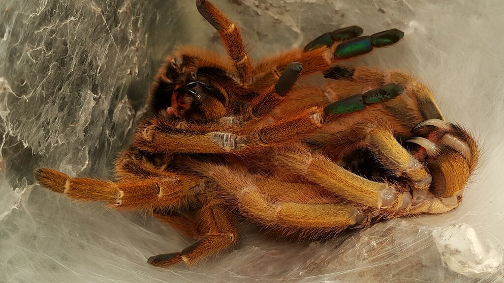 OBT in molting Arachnoboards