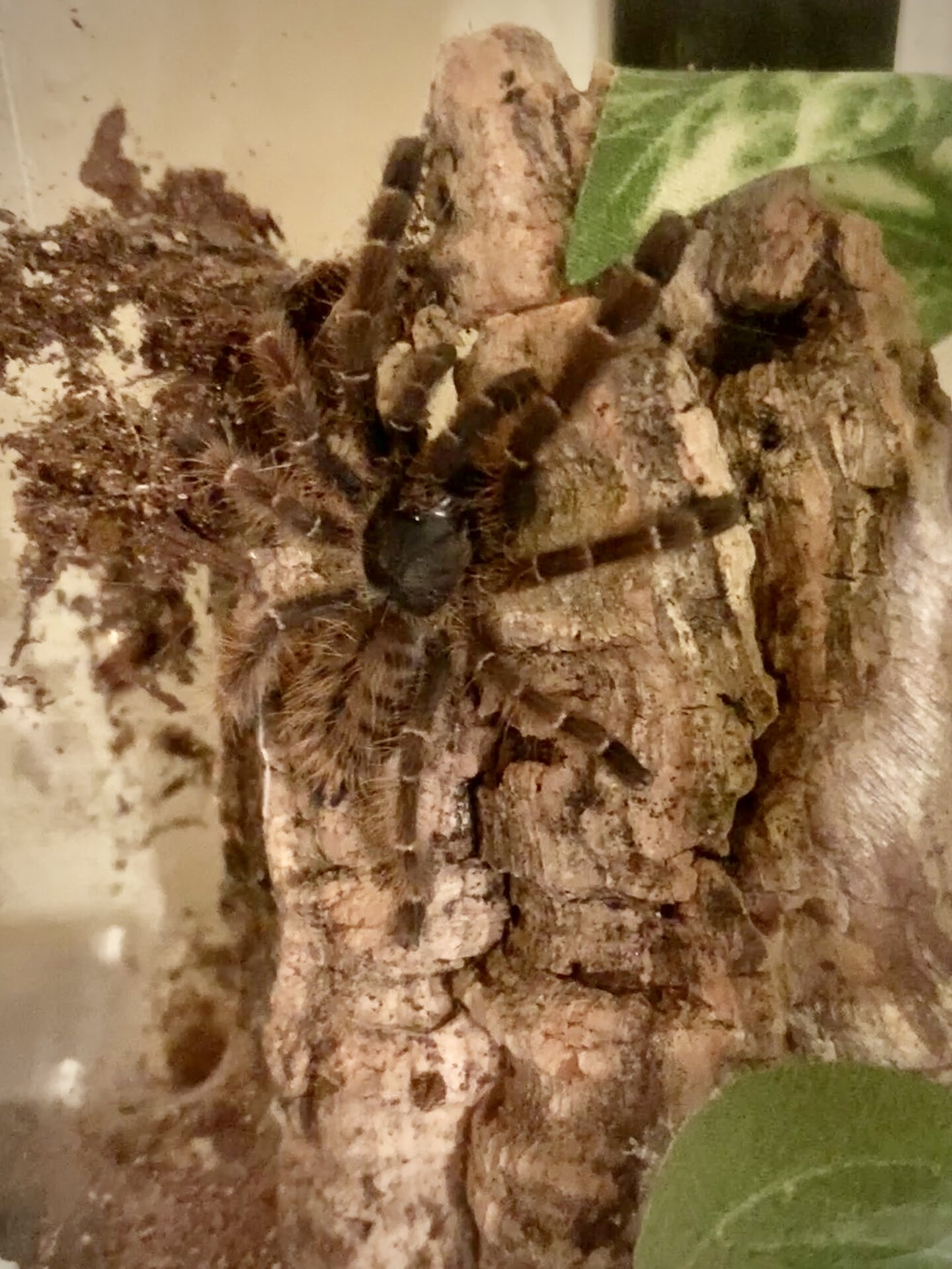 P sp rufus Arachnoboards