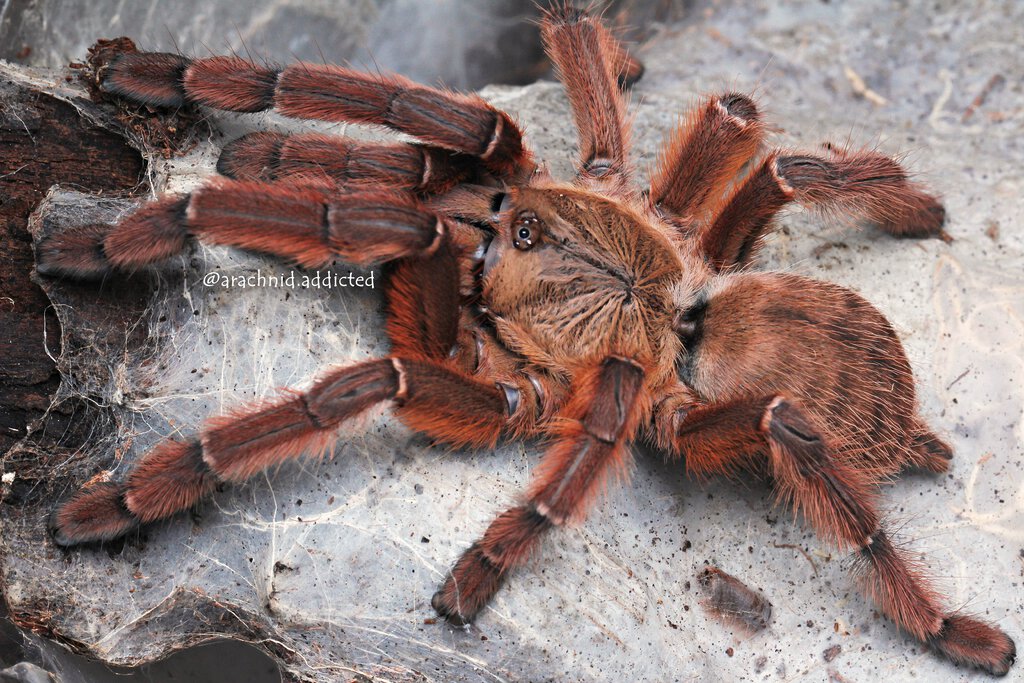 Phormingochilus sp. "Rufus". Arachnoboards