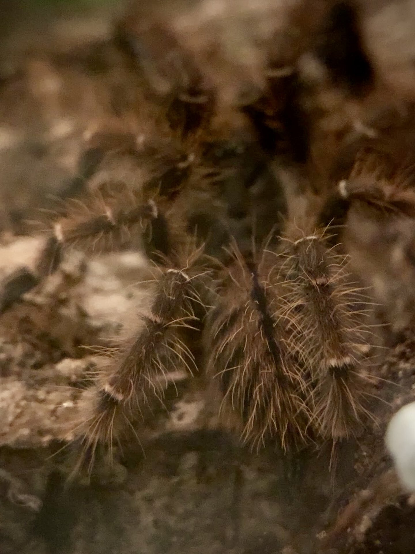 Phormingochilus sp rufus Arachnoboards