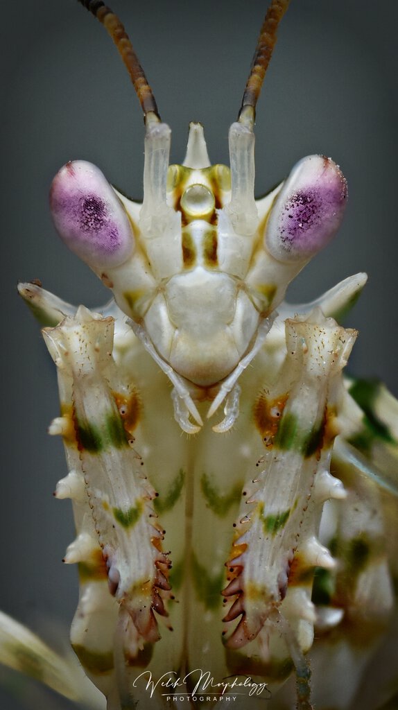 spiny flower mantis Arachnoboards