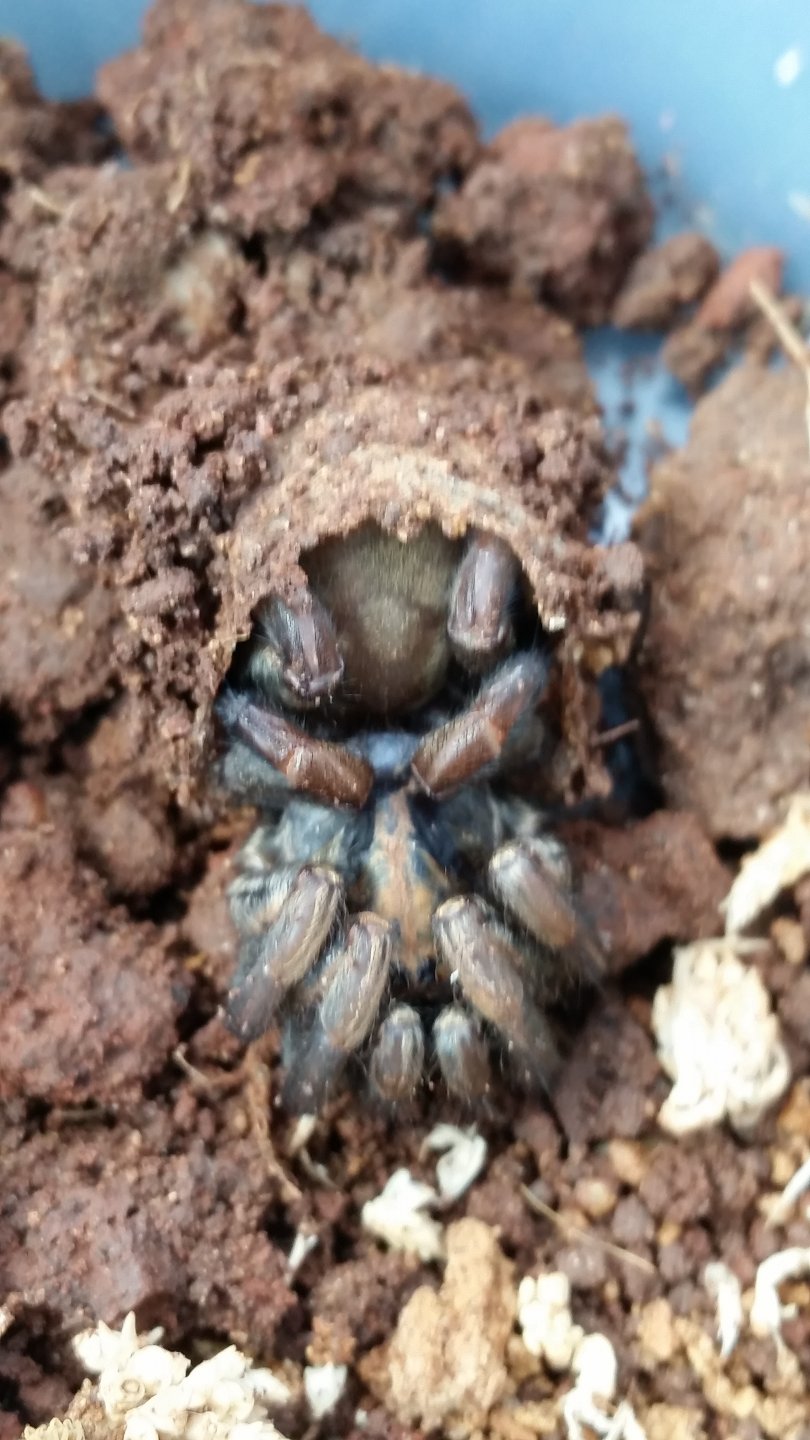 How to Capture Burrowing Spiders (trapdoors, funnelwebs, wishbones