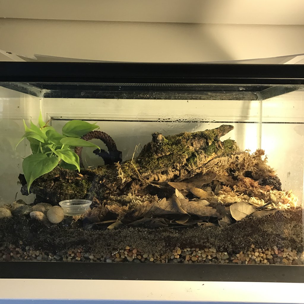 Vinegaroon Cage Size Arachnoboards