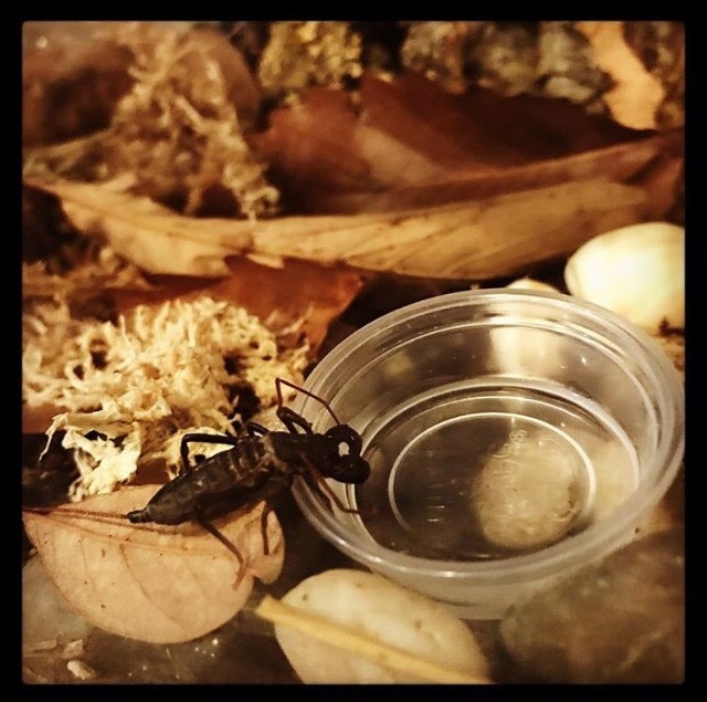 Vinegaroon Cage Size Arachnoboards