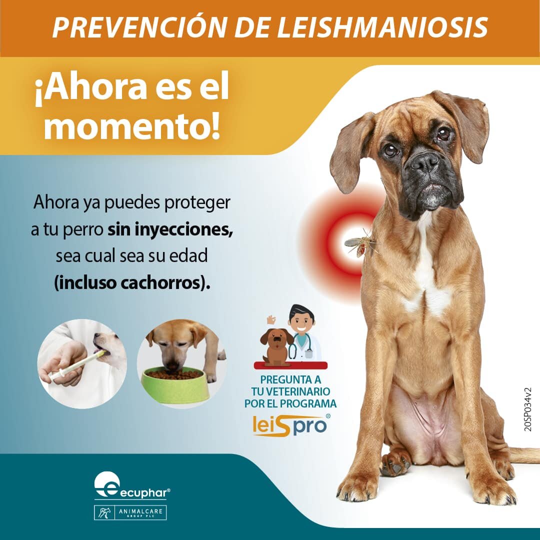 Leishmaniosis en perros síntomas, prevención y tratamiento Aragó HV