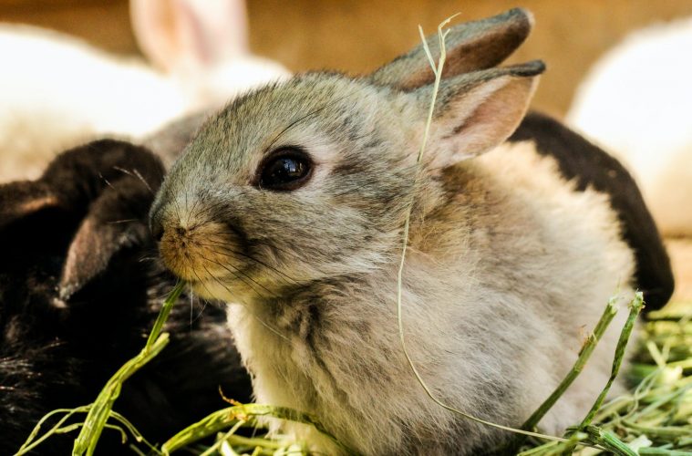 Road to Rabbit Farming Guide in Raising Rabbits as an Alternative Meat
