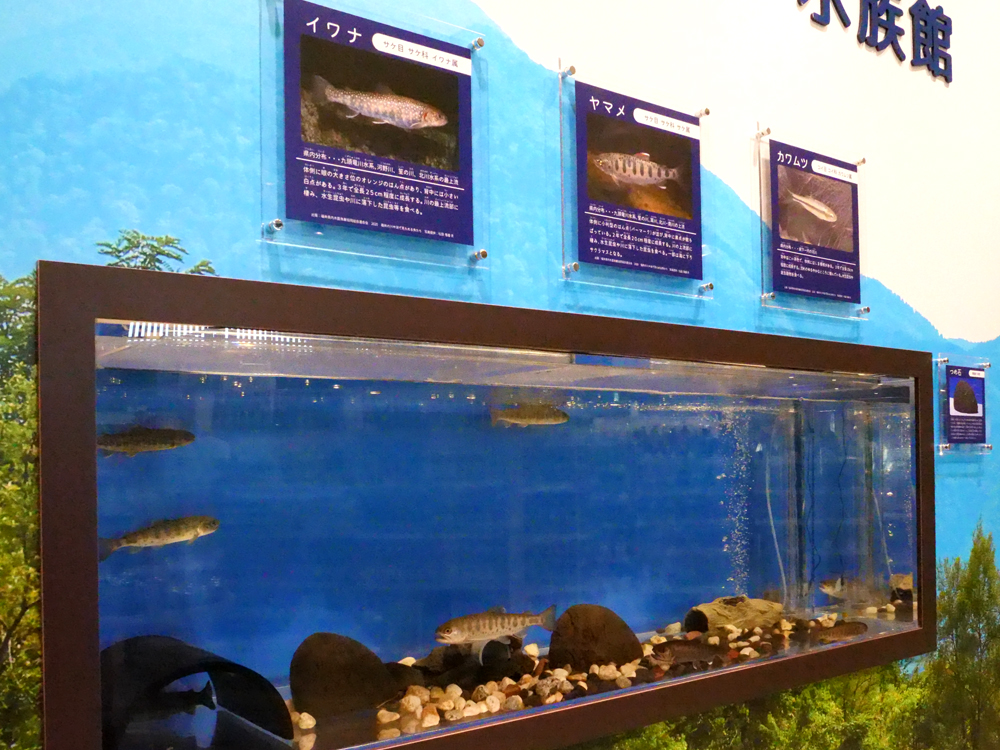 九頭竜川淡水魚ミニ水族館 道の駅「越前おおの 荒島の郷」