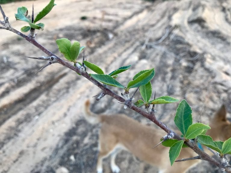 Incense Trees Arava Institute for Environmental Studies