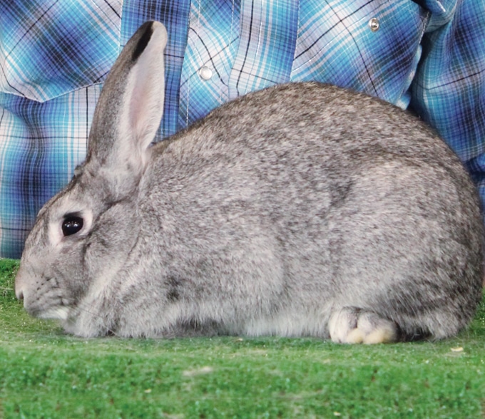 Standard Chinchilla ARBA
