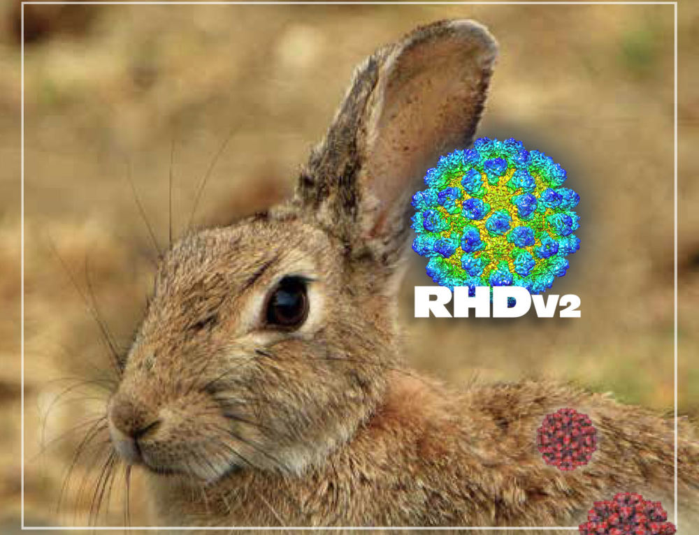 Success With Market Rabbits ARBA