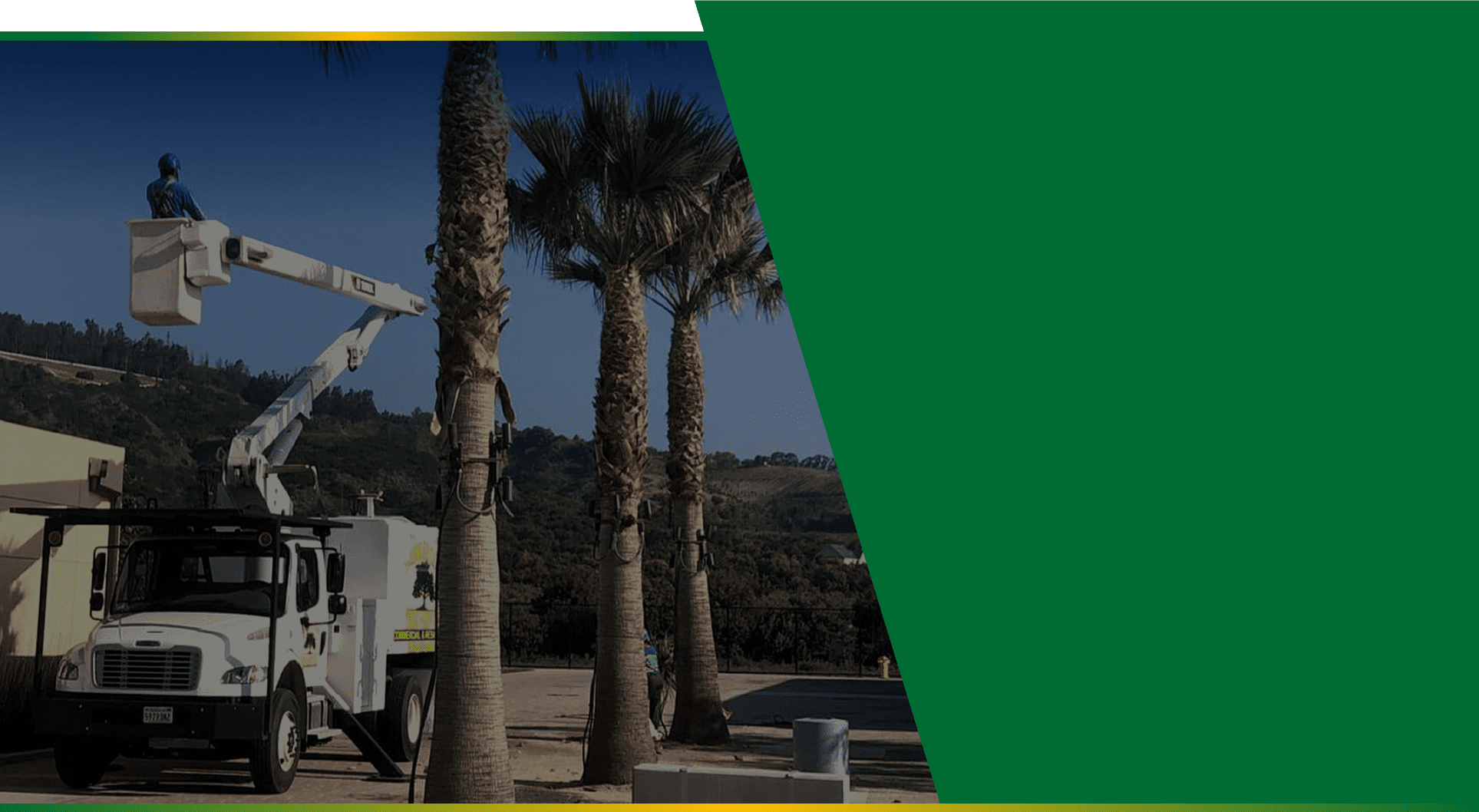 Untitled5 Arboles Care Tree Service