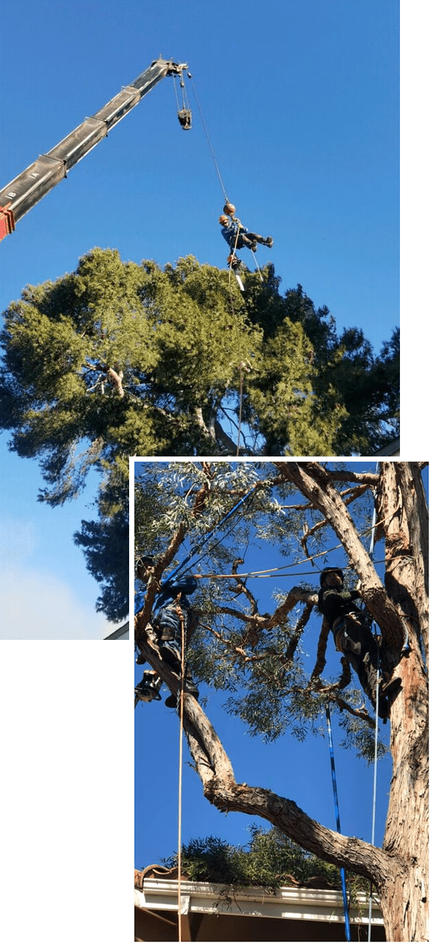 Untitled9 Arboles Care Tree Service