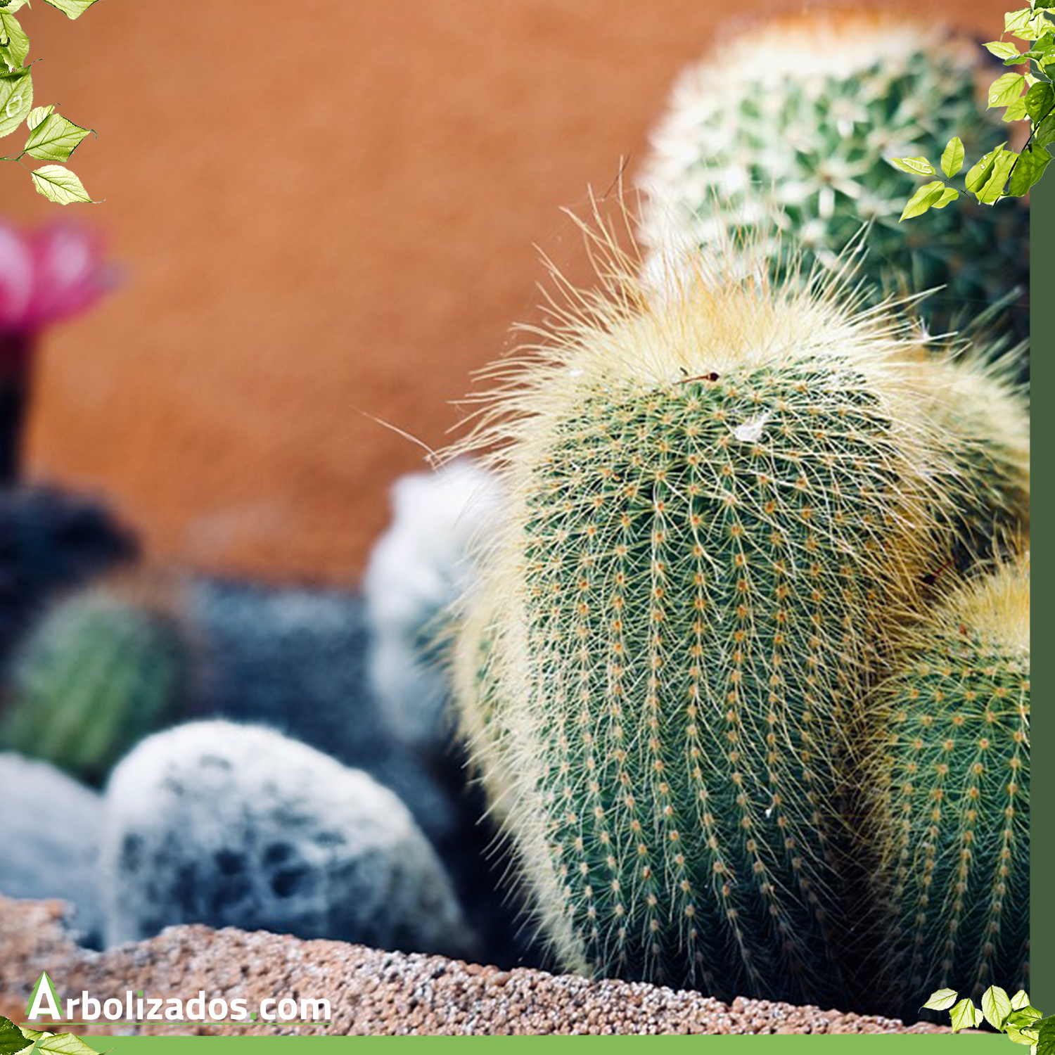 ¿Qué es un Cactus, y para qué Sirven? Cuidados de Cactus