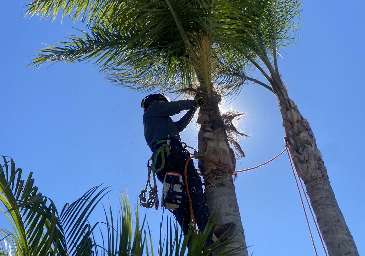 ARBOL ROBLE Landscaping Services