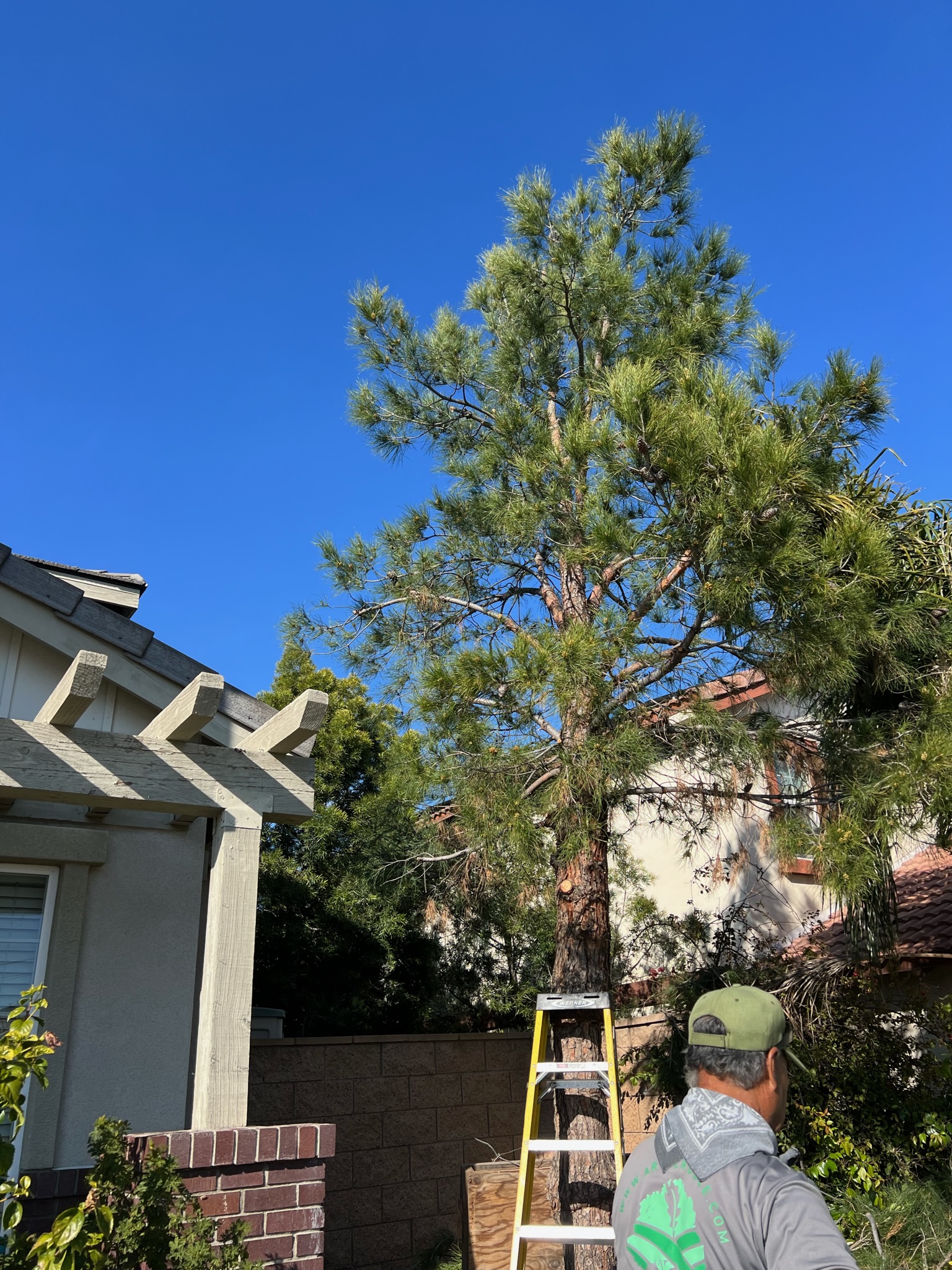 Tree Services ARBOL ROBLE Landscaping Services