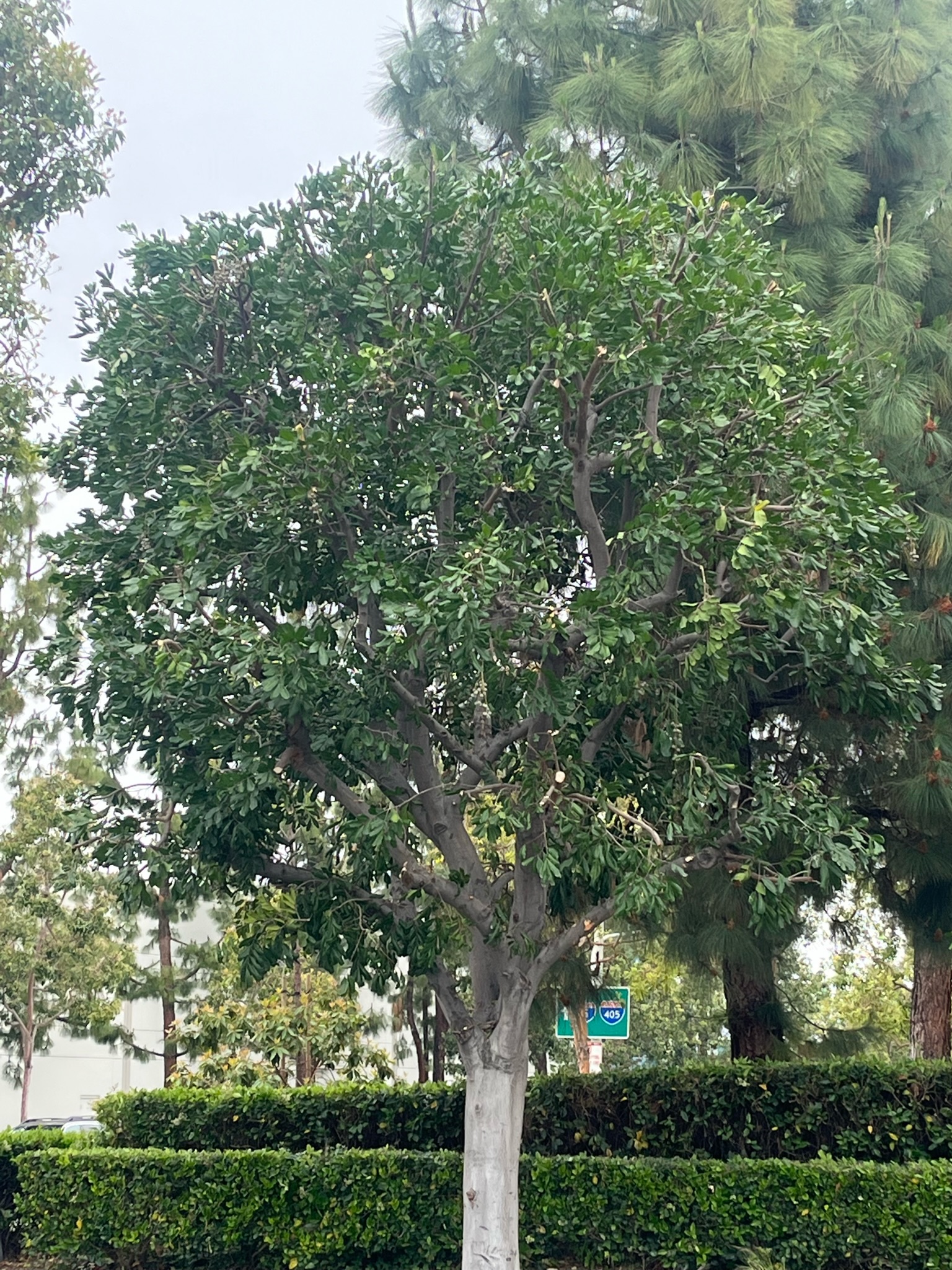 Tree Services ARBOL ROBLE Landscaping Services