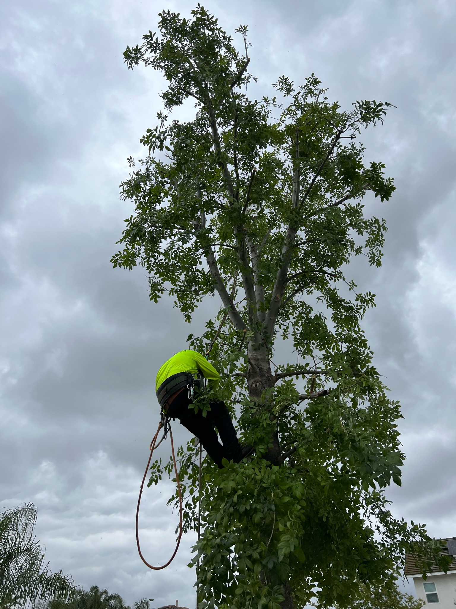 Tree Services ARBOL ROBLE Landscaping Services