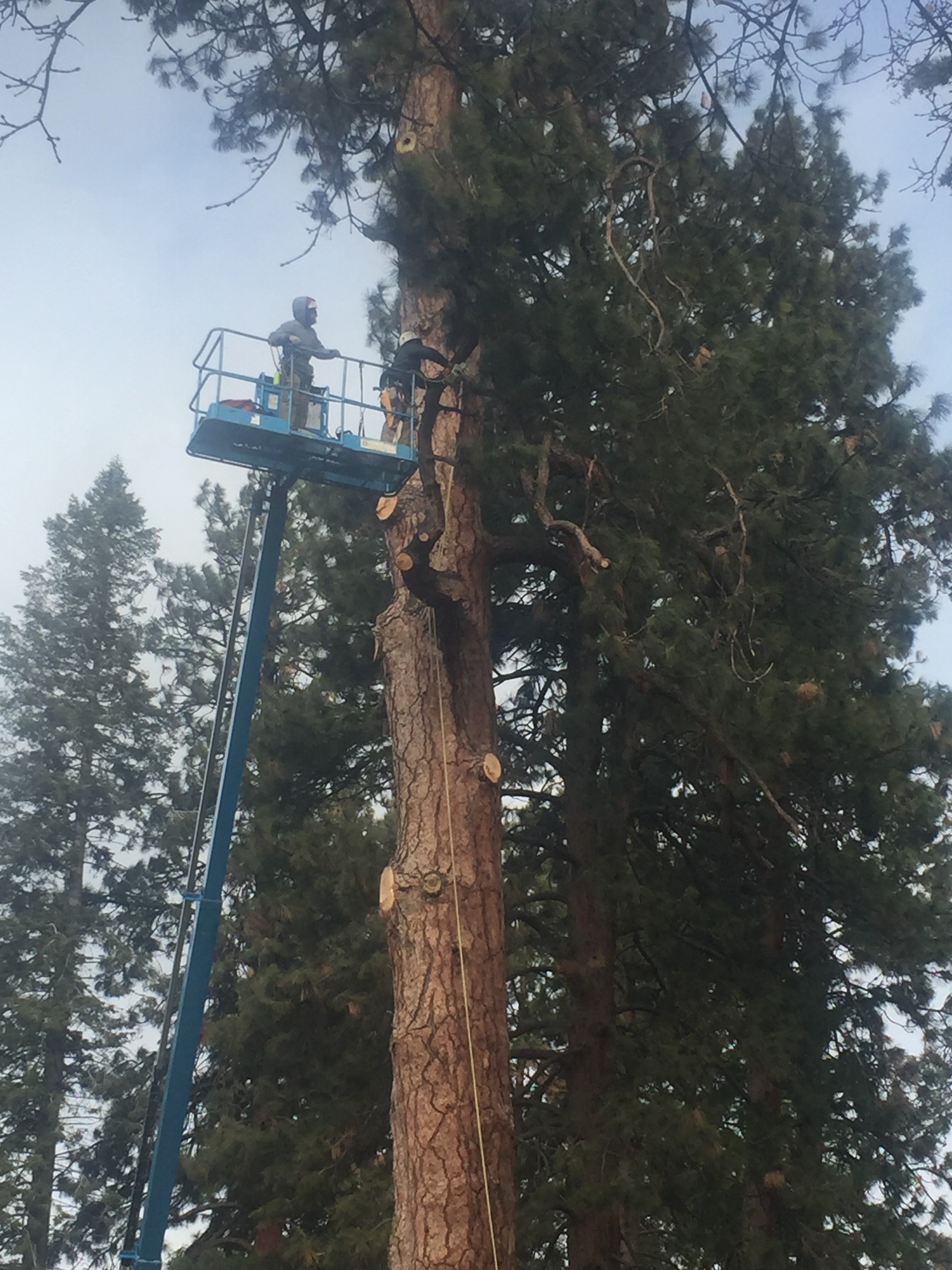 Drake Park Tree Removal Arbor 1 Tree Service