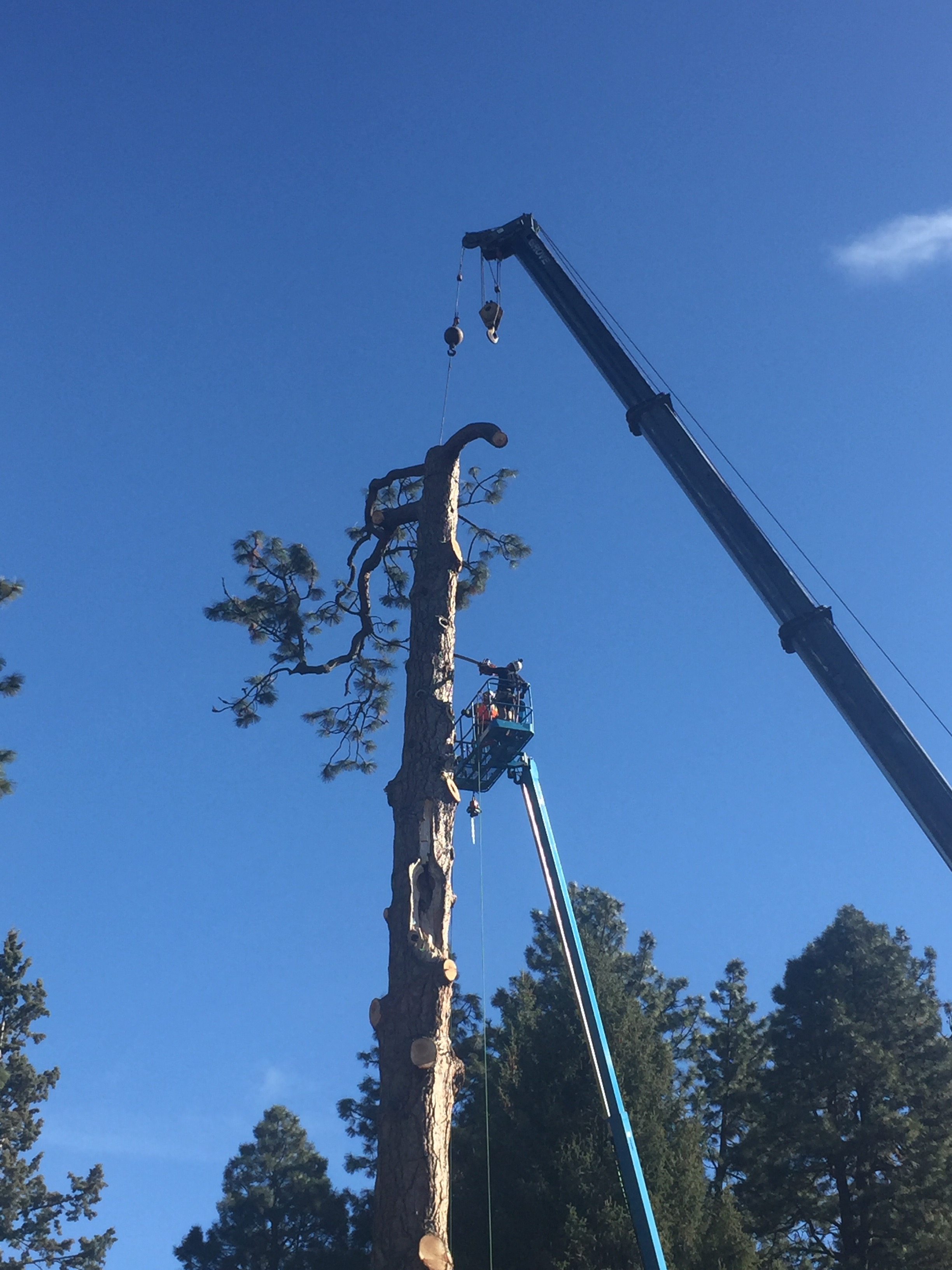 tree removal bend oregon Arbor 1 Tree Service