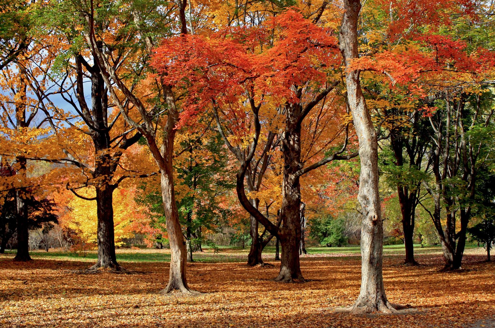 Maple Collection Arnold Arboretum Arnold Arboretum