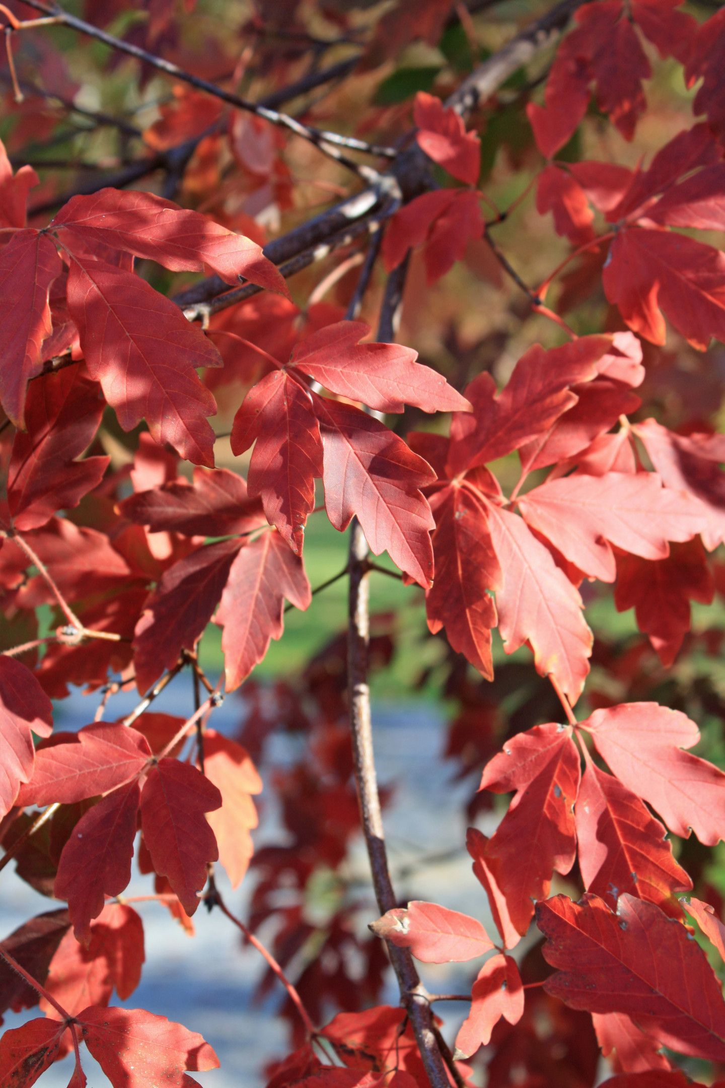 Paperbark Maple Arnold Arboretum Arnold Arboretum