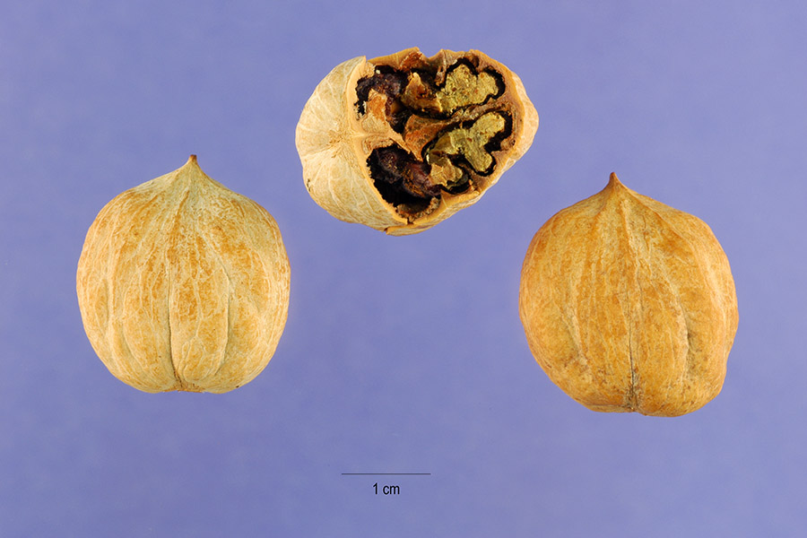 Pignut Hickory Carya glabra The University of Alabama Arboretum