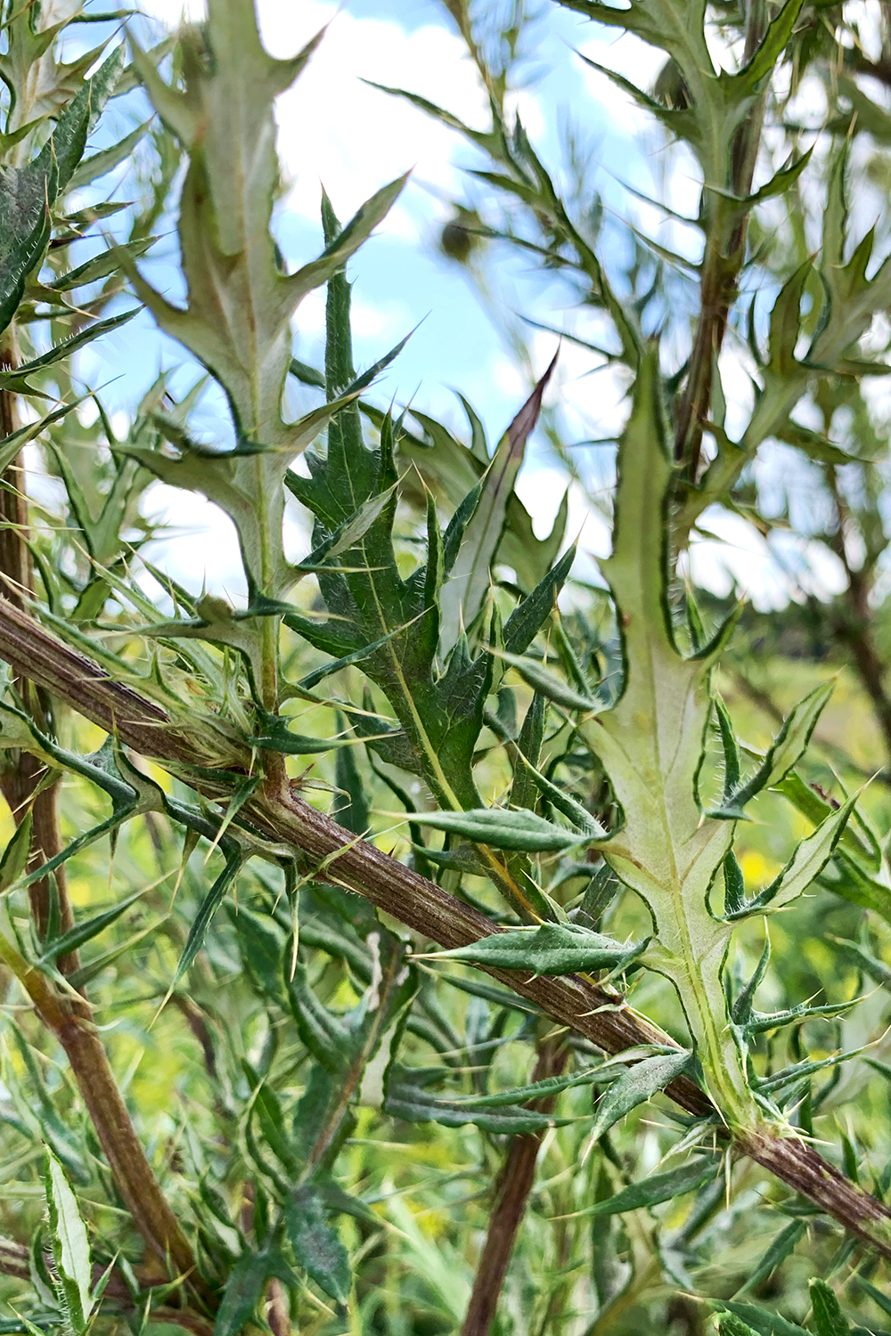 Gardening with Native Plants Collecting Seed and Managing Thistles