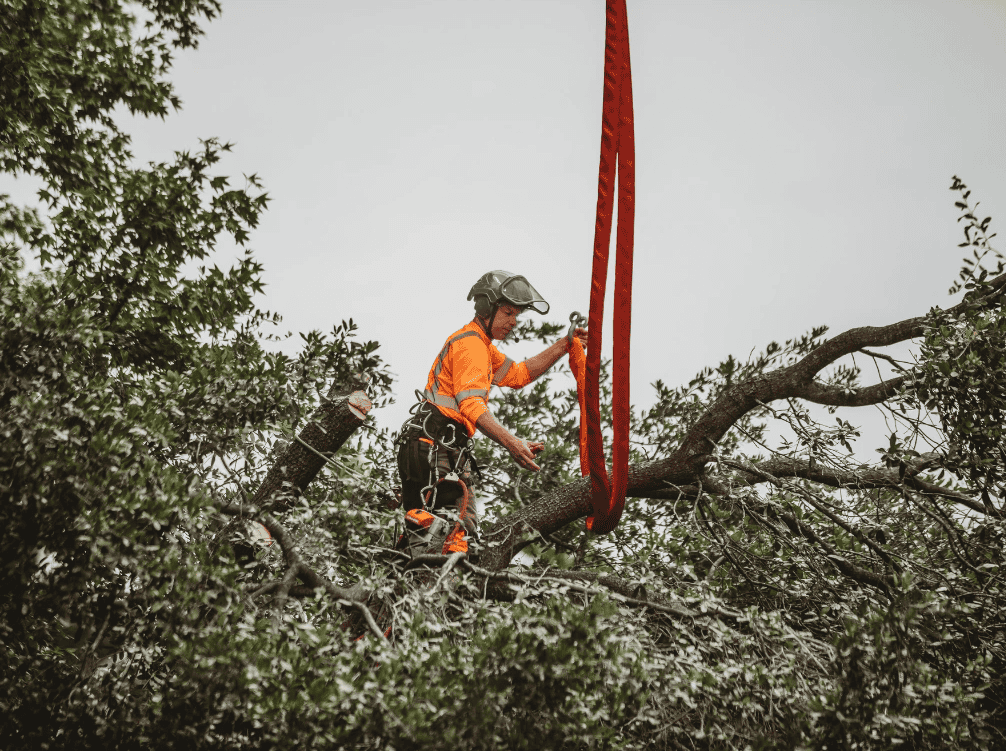 Rescue and Recovery Arbor Experts' Emergency Tree Removal in Virginia