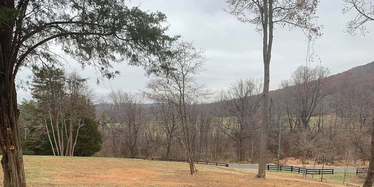 Tree Laws in Virginia Beach A Concise Guide for Tree Owners