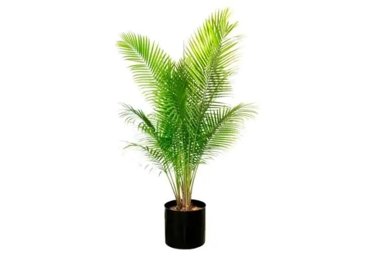 Majesty Palm Tree How to Plant It and Keep It Alive Arbor Facts